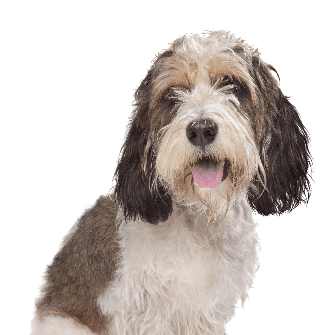 Petit Basset Griffon Vendéen