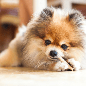 Pomeranian