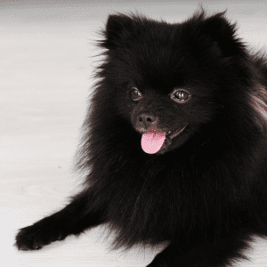 Pomeranian