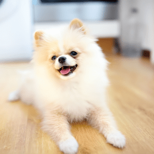 Pomeranian