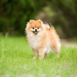 Pomeranian
