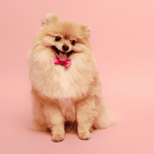 Pomeranian