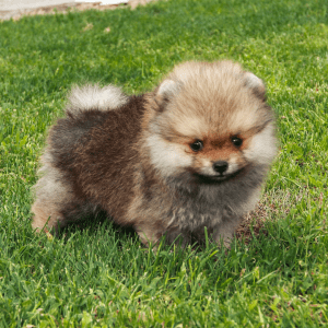 Pomeranian