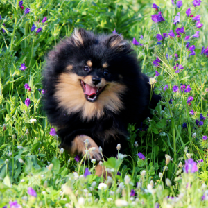 Pomeranian