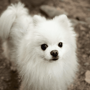 Pomeranian