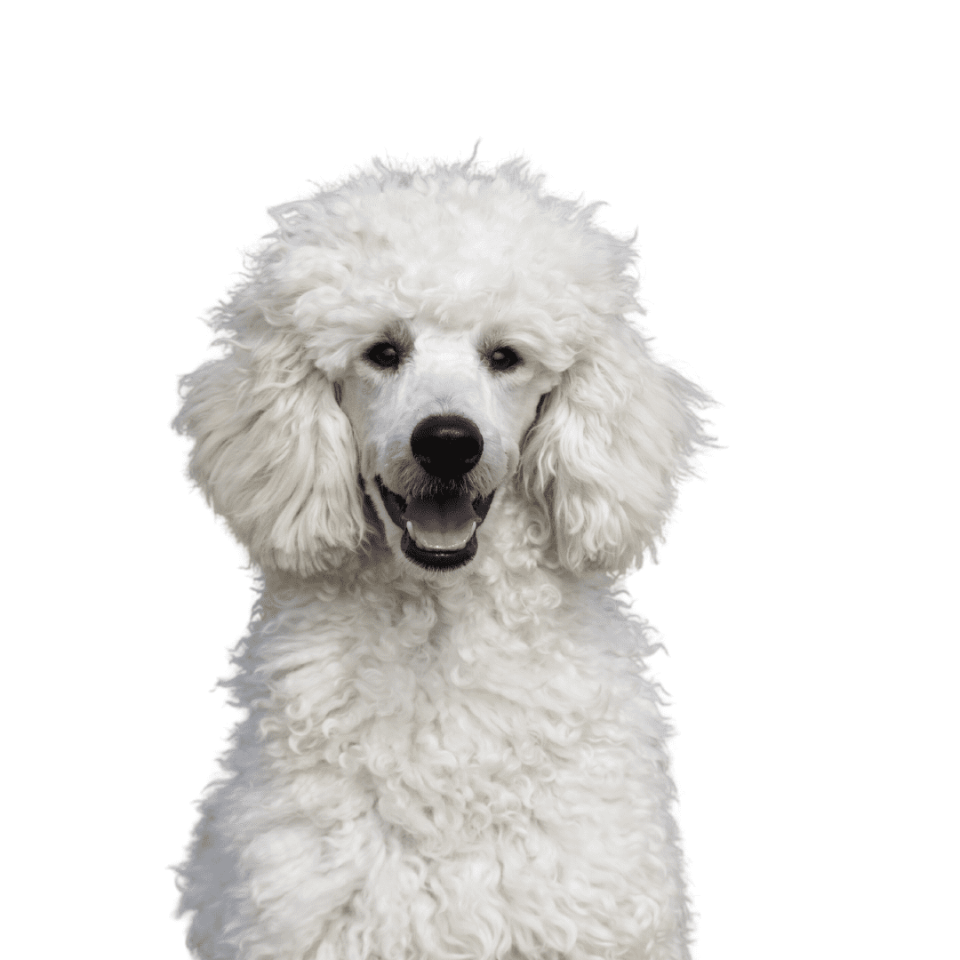 Poodle
