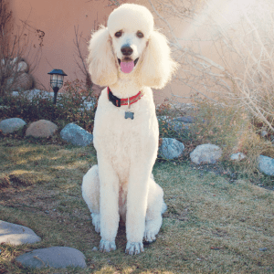 Poodle