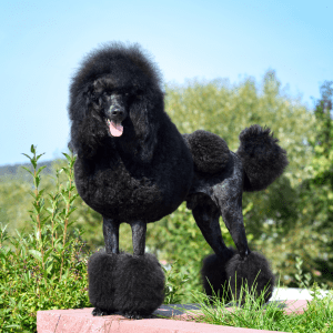 Poodle