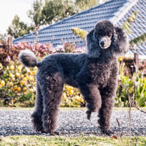 Poodle