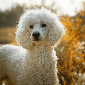 Poodle