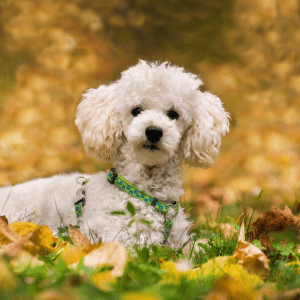 Poodle
