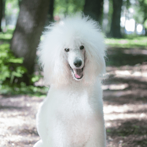 Poodle