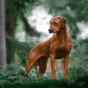 Rhodesian Ridgeback