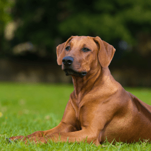 Rhodesian Ridgeback