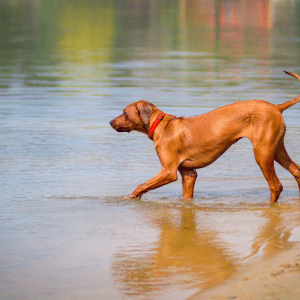 Rhodesian Ridgeback