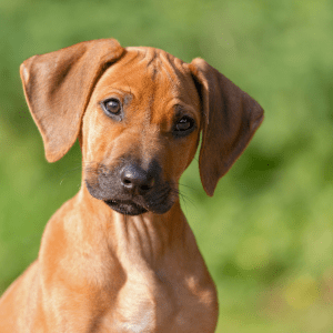 Rhodesian Ridgeback