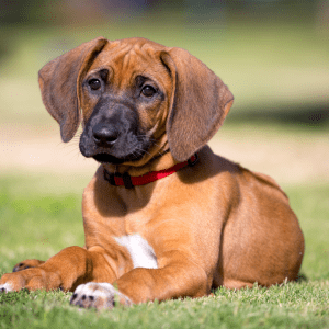 Rhodesian Ridgeback