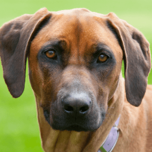 Rhodesian Ridgeback