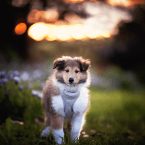 Rough Collie