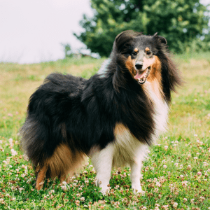 Rough Collie