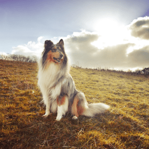 Rough Collie