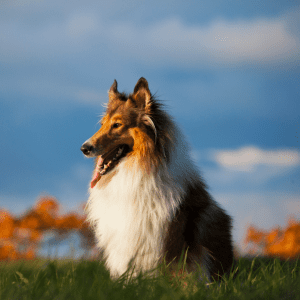 Rough Collie