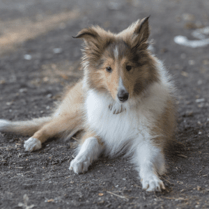 Rough Collie