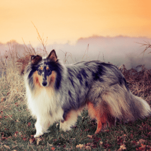 Rough Collie