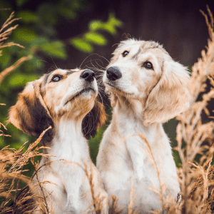 Saluki