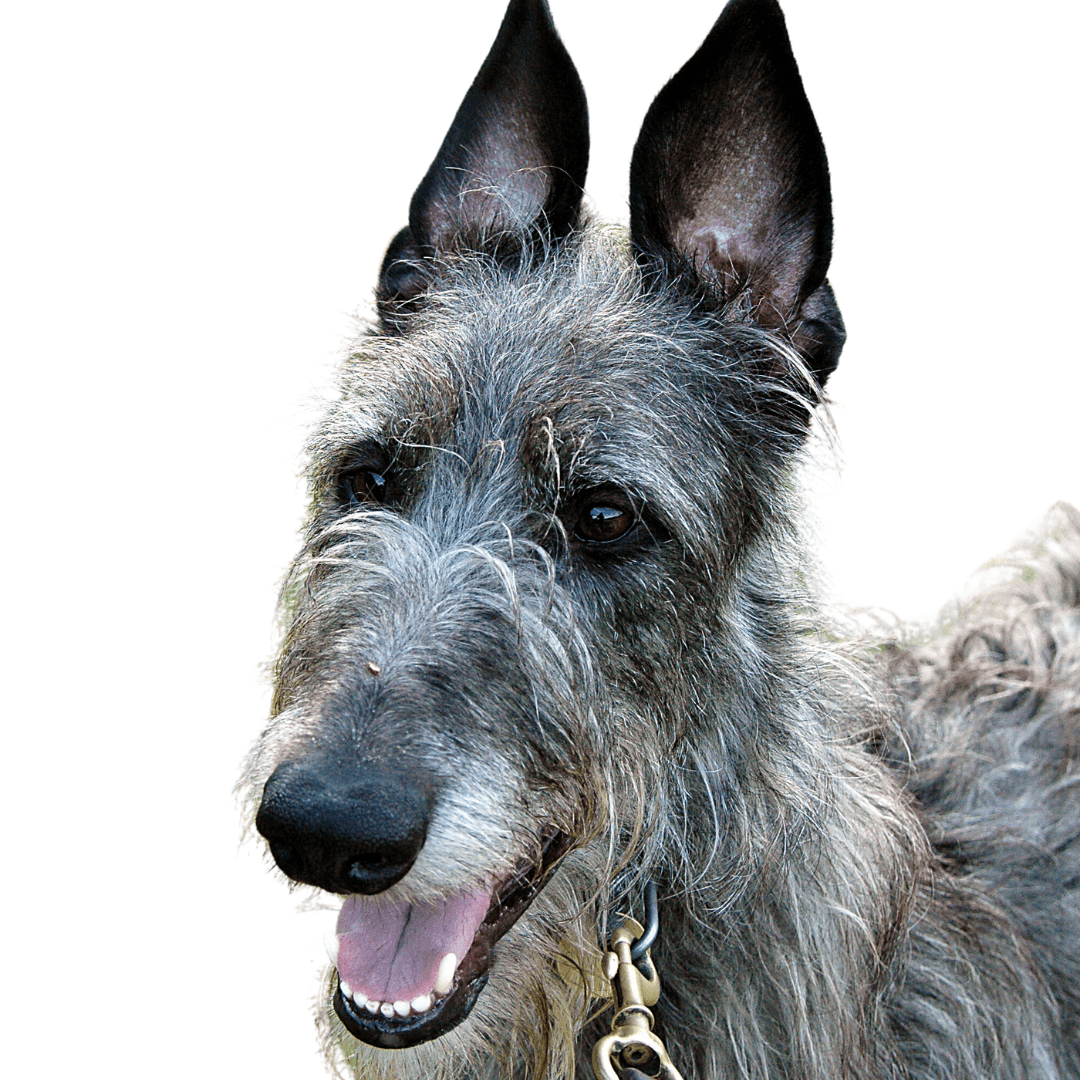 Scottish Deerhound