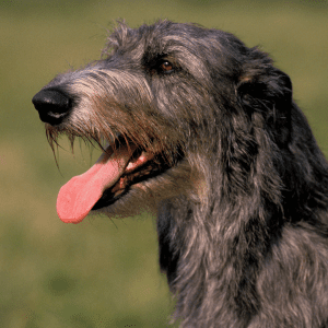 Scottish Deerhound