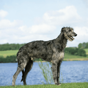 Scottish Deerhound