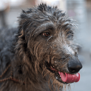 Scottish Deerhound