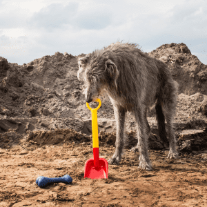 Scottish Deerhound