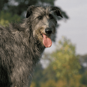 Scottish Deerhound