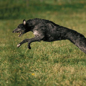 Scottish Deerhound