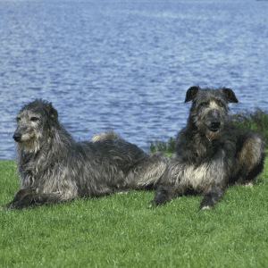 Scottish Deerhound