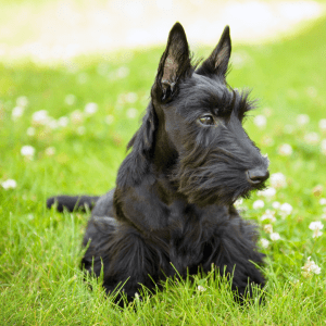 Scottish Terrier