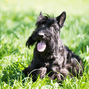 Scottish Terrier