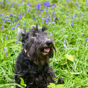 Scottish Terrier