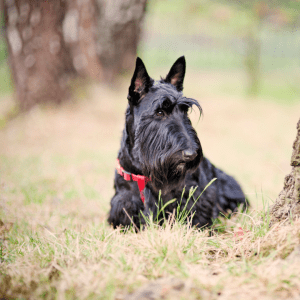 Scottish Terrier