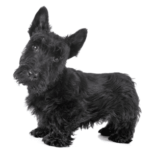 Scottish Terrier