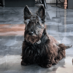 Scottish Terrier