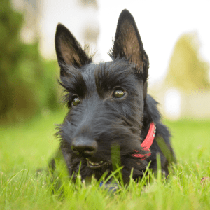 Scottish Terrier