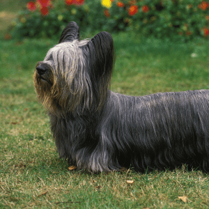Skye Terrier