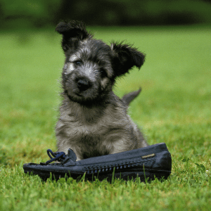 Skye Terrier