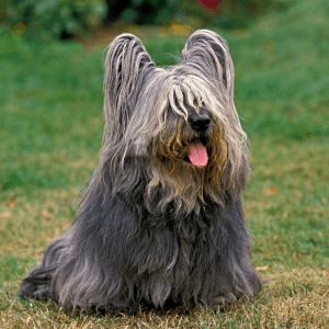 Skye Terrier