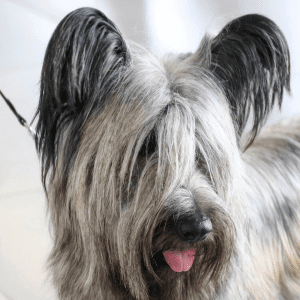 Skye Terrier