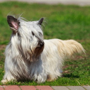 Skye Terrier