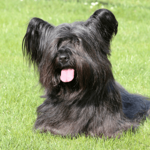 Skye Terrier